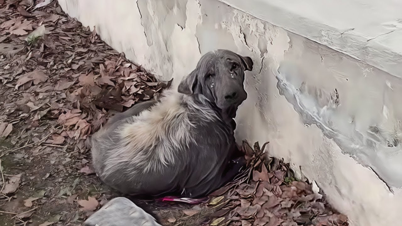 "Follow me, I will love you", The old dog who lost hope, looked up at me  and broke in tears