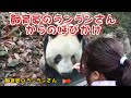 今日シャンシャンはランランさんからの呼びかけを再び聞いた!シャンシャンもなじみがあるだろう!ランランがいない間、シャンシャンは何さんの世話でずっと元気に成長している。#かわいい#動物#シャンシャン