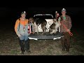 Coon hunting with dogs  raccoon hunting in texas with walker coon hounds
