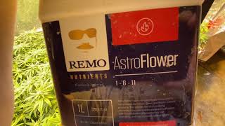 How to grow weed In tents. Season 6 video 14 GROW TENT GURU