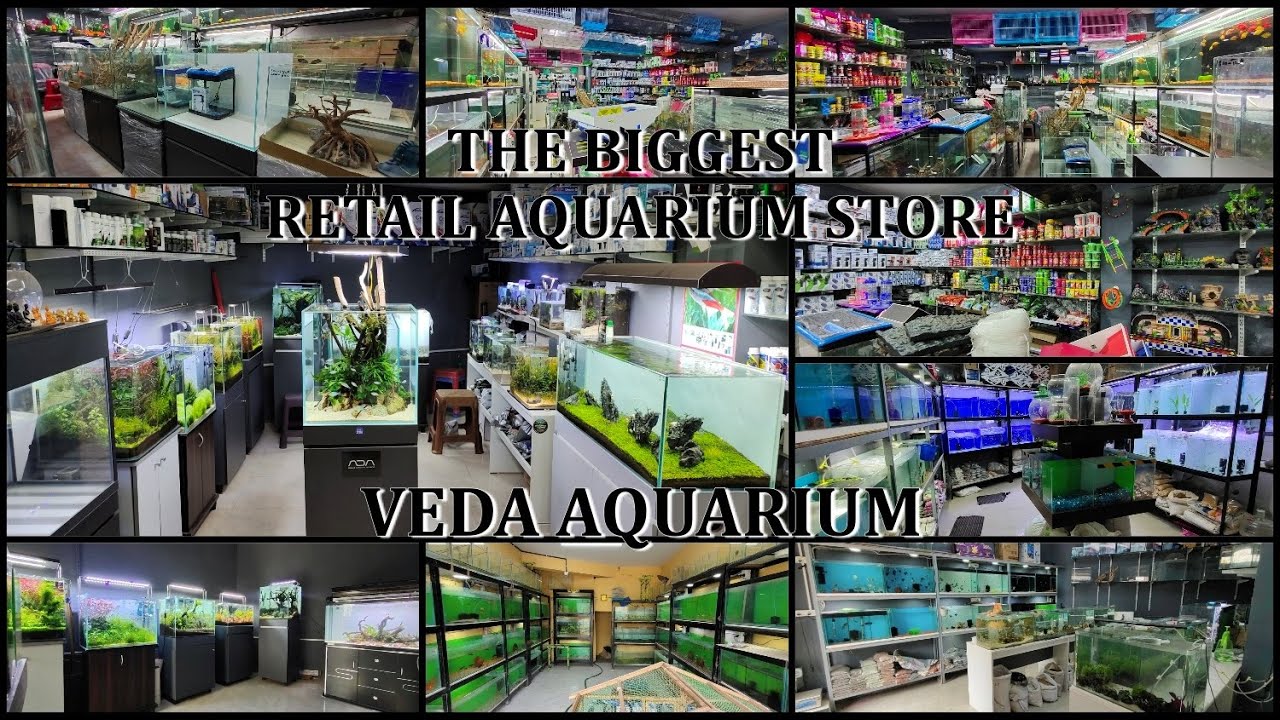 Biggest Retail Aquarium Store | Clean Aquarium Shop | Planted Aquarium Gallery | Veda Aquarium | 4K