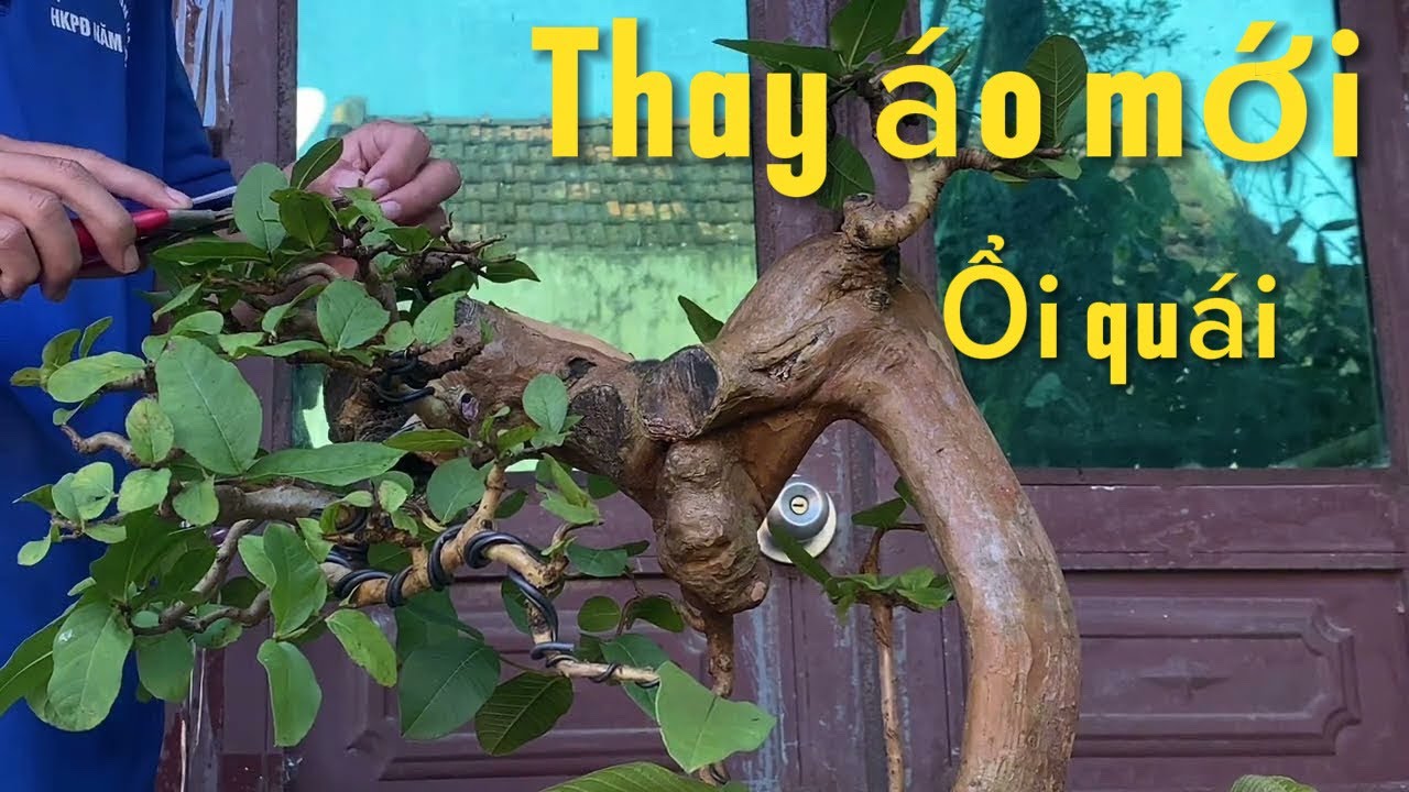 Cắt giật, xuống lá, chỉnh sửa cho cây ổi dáng rất quái