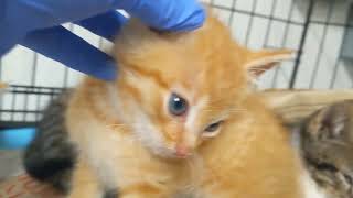 Rescued kittens with ears COMPLETELY FULL of ticks! by AZDesertRain 1,568 views 1 year ago 42 seconds