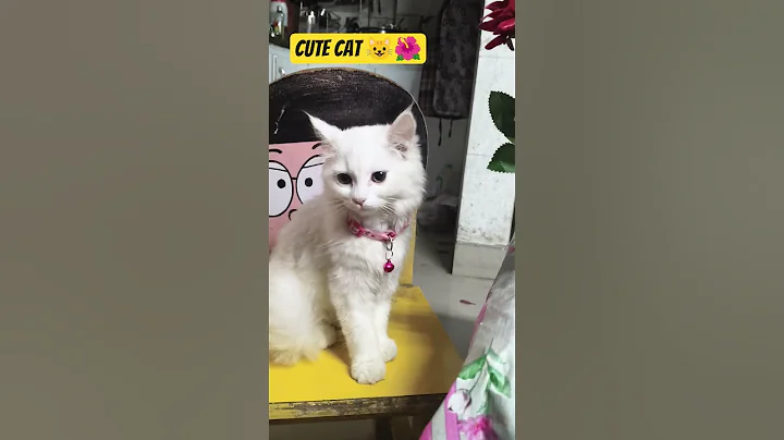cute cat #cat #funny #animals #cute #pets #cutecat #trending #song #shorts #viral #trending