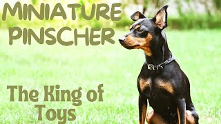 Miniature Pinscher : The King of Toys by FurryFriends 337 views 2 months ago 6 minutes, 38 seconds