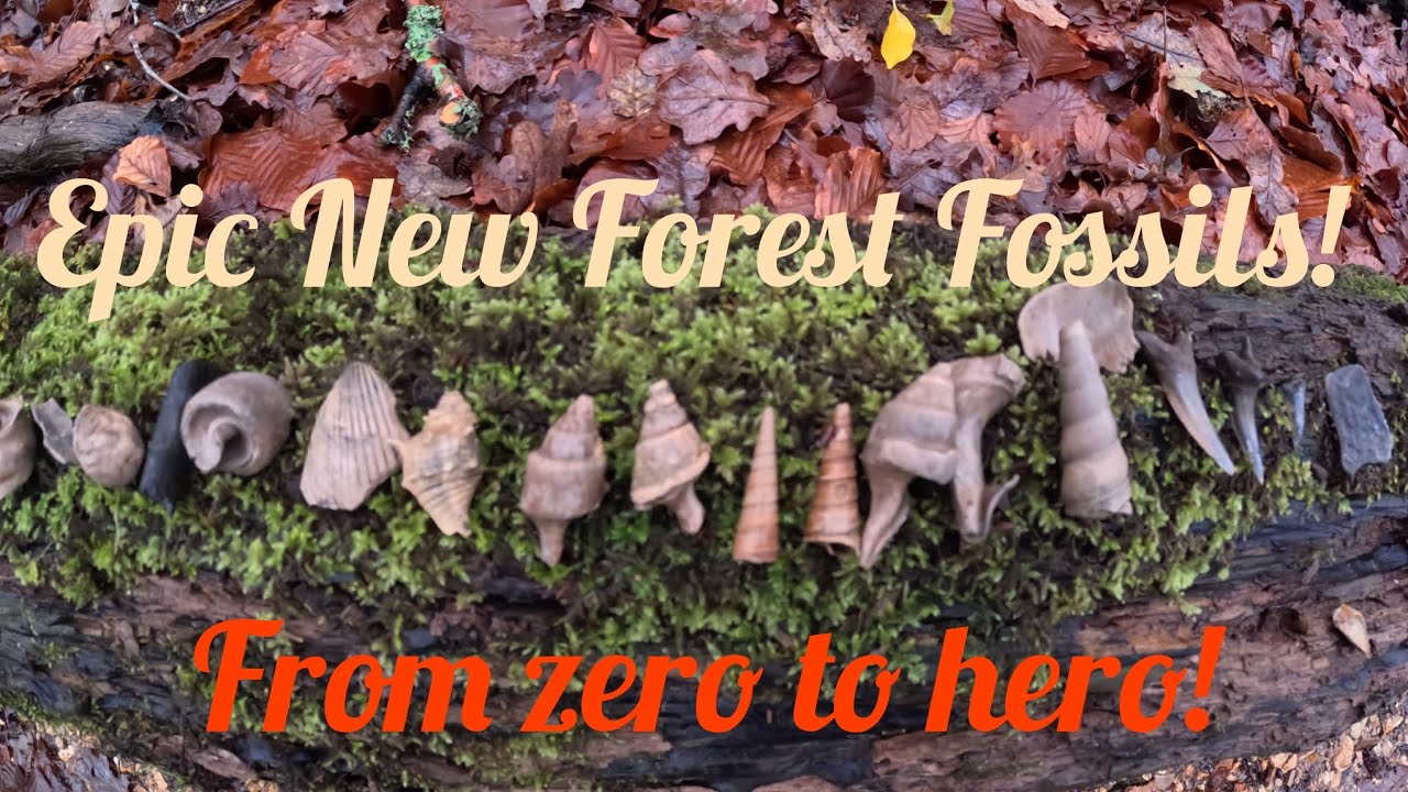 Epic New Forest Fossil Hunt (From Zero to Hero!) 