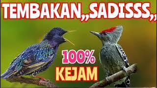 full kombinasi isian tembakan mematikan masteran murai batu cucak ijo SRDC tledekan cendet jalak.