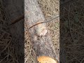 wood 🪵 cutting 🥵 #chainsaw #chainsawart #woodstatue #chainsawcarving #wood #wooddesigner