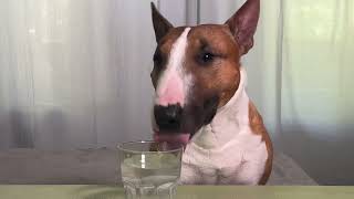 Food surprise for my dog. Minibull eats different foods. by Minibull Team 1,292 views 10 months ago 1 minute, 51 seconds