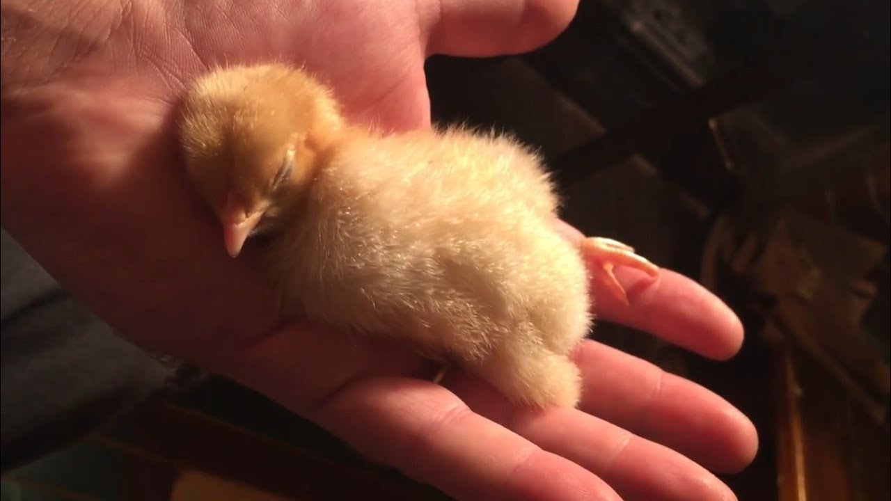 BABY CHICK SLEEPING IN THE PALM OF MY HAND 207 YouTube