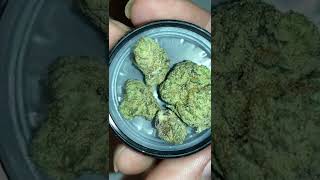 Farmaceutical Rx Banana Runtz Pennsylvania Medical Marijuana 1 gram Sample comparison Grassroots