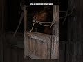 This horse figured out how to escape! 🐴🧠 #shorts #horse #animals #viral #intelligence #wildlife