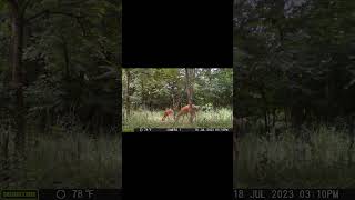 Experience Natures Beauty: Captivating Footage of Baby Whitetail Deer shorts