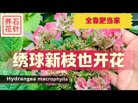 八月专业花店的小花和日枫 赏花 了解价格 Youtube