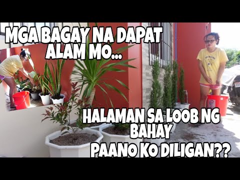 Video: Paano magdilig ng violets sa bahay?