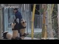 The “poorest” panda keeper