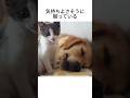 構って欲しい猫　#動物雑学 #いぬのきもち #ねこのきもち