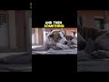 A stray dog showed up at a gas station in Brazil… and got hired 🐕 Follow for daily stories 🌍 #dog