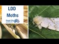 Ldd moths  royal city nursery