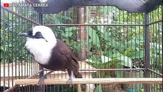 SUARA POKSAY JAMBUL PUTIH