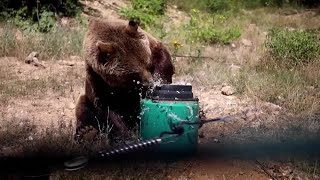 Bears at Kosovo sanctuary stay cool in summer heat