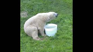 Adorable and happy polar bears