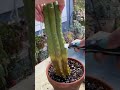 Rescuing My Rotting Cactus Cactuslover Plants Plantcare Plantpeople Rescuing My Rotting Cactus Cactuslover Plants Plantcare Plantpeople