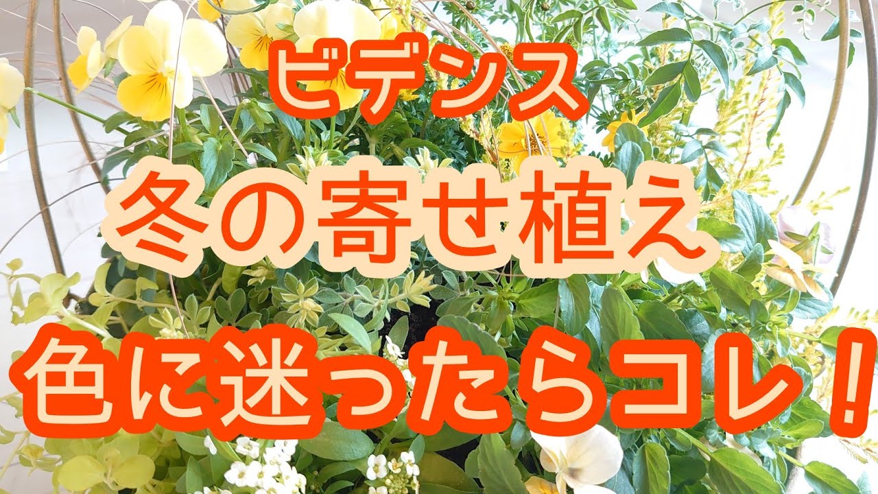 冬の 寄せ植え ビデンスを使って可愛くブリキ鉢を飾ります 初心者さん向けに植物の選び方をレクチャーします Youtube 冬の 寄せ植え ビデンスを使って可愛くブリキ鉢を飾ります 初心者さん向けに植物の選び方をレクチャーします Youtube