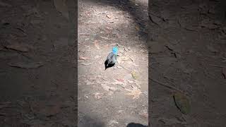 Stellar’s jay