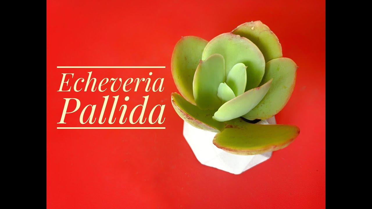 Echeveria Pallida. Reproducción y cuidados básicos. Suculenta para Principiantes.