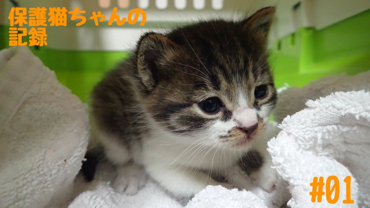保護猫ちゃん ＃01【野良猫ちゃんを保護しました】
