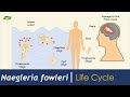 Naegleria fowleri | Life Cycle | Parasitology | Basic Science Series