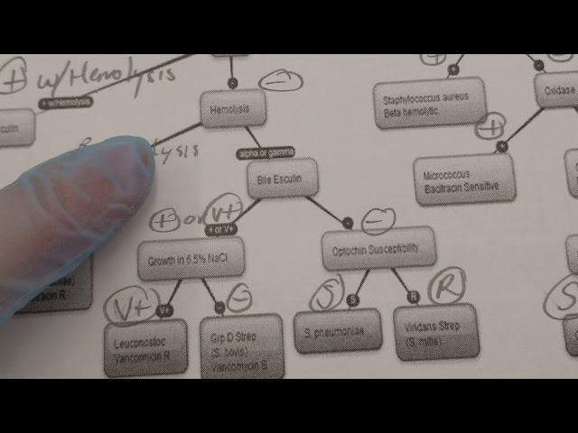 Gram Negative Unknown Flow Chart A Dual Mechanism Antibiotic Kills