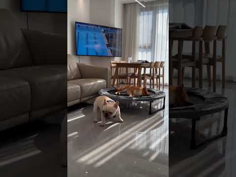 Cute little ones #dog #dogsoftiktok #warm thumbnail
