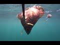 Камбала  60 метров подводные съемки Flounder  underwater shooting