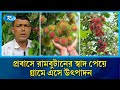 মালয়েশিয়ার রামবুটান এখন দেশের প্রত্যন্ত গ্রামে | Rambutan | Cultivation | Fruit | Rtv News