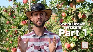 Picking Ambrosia Apples Like a Pro: Part 1 - with Steve Brown (Part 1)