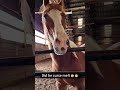 Broken Horse. Refund please! 🛑#shorts #funny #horse #funnyanimals #humor #2026 #trending