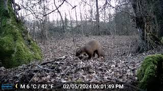 DSCF0355 marten