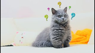 Curious kitten confused by the strange sound