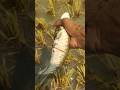 Rice field underwater best fishing video - big fish catching by hand #fish #fishing #reels #video