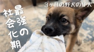 ドライヤーもへっちゃら？たくさんの刺激で経験を積む野犬の子