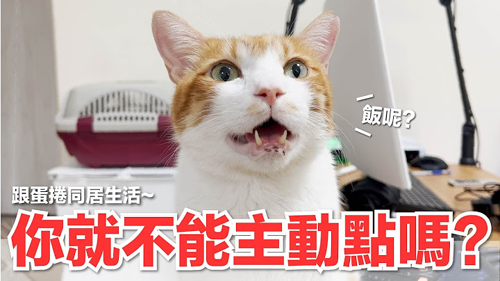 【好味小姐】你就不能主動點嗎？跟蛋捲同居生活～｜好味貓日常154