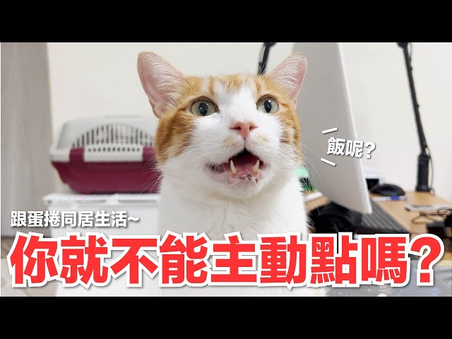 【好味小姐】你就不能主動點嗎？跟蛋捲同居生活～｜好味貓日常154