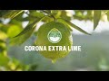 Corona  corona extra lime case study