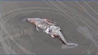 Washington’s number of 2026 gray whale deaths continues to rise