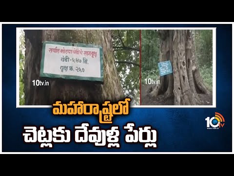 మహారాష్ట్రలో చెట్లకు దేవుళ్ల పేర్లు | God Names to Trees in Maharashtra | 10TV News