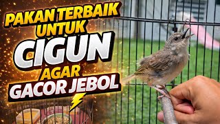 Pakan penggacor ciblek gunung agar gacor konslet