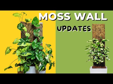 Behind the Moss