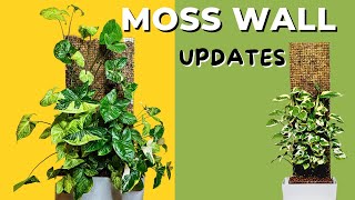 Behind the Moss Wall GROWTH: Fresh Updates & Viewer Q&A!